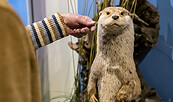 Ottertasthaare werden erfühlt, Foto: David Marschalsky, Lizenz: Naturkundemuseum Potsdam
