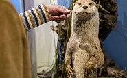 Ottertasthaare werden erfühlt, Foto: David Marschalsky, Lizenz: Naturkundemuseum Potsdam