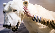 Wie fühlt sich das Fell des Eisbären an?, Foto: David Marschalsky, Lizenz: Naturkundemuseum Potsdam