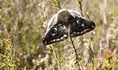 Das Nachtpfauenauge - ein auffälliger Nachtschwärmer, Foto: Inka Schwand