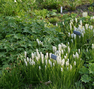 Sondertermin Offene Gärten Uckermark: Regina & Erwin Klaus Christianenhof
