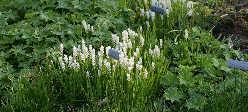 Sondertermin Offene Gärten Uckermark: Regina & Erwin Klaus Christianenhof