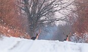 Wild im Winter , Foto: Steffen Bohl, Lizenz: Steffen Bohl