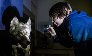 Hallo Wolf - nachts im Museum mit der Taschenlampe, Foto: D. Marschalsky, Lizenz: Naturkundemuseum Potsdam