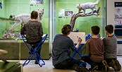 Kreativ werden vor Wildkatze und Luchs, Foto: David Marschalsky, Lizenz: Naturkundemuseum Potsdam