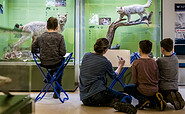 Kreativ werden vor Wildkatze und Luchs, Foto: David Marschalsky, Lizenz: Naturkundemuseum Potsdam