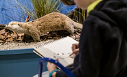 Tieren künstlerisch nahe kommen im Naturkundemuseum Potsdam, Foto: David  Marschalsky, Lizenz: Naturkundemuseum Potsdam