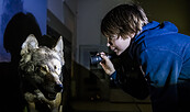 Hallo Wolf - nachts im Museum mit der Taschenlampe, Foto: D. Marschalsky, Lizenz: Naturkundemuseum Potsdam