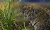 Die Bayerische Kurzohrmaus, Foto: Erik Sick, Lizenz:  Längengrad Filmproduktion/Erik Sick