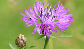 Wiesen-Flockenblume, Foto: Birgit Kurth (NABU Naturgucker), Lizenz: Birgit Kurth