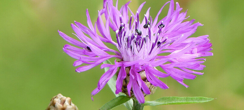 Quo vadis Vegetation in Teltow-Fläming?