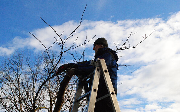 Baumschnitt, Foto: Franz Heitzendorfer, Lizenz: Franz Heitzendorfer