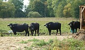 Büffel Burgwiesen, Foto: JJ Burg Storkow, Lizenz: Burg Storkow