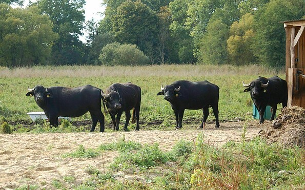 Büffel Burgwiesen, Foto: JJ Burg Storkow, Lizenz: Burg Storkow