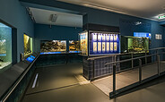 Einblick in das Aquarium im Keller des Museums, Foto: David Marschalsky, Lizenz: Naturkundemuseum Potsdam