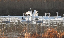 RangerTour:Chor der Schwäne