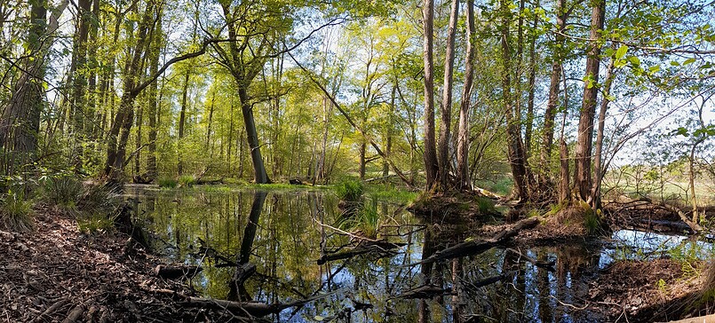 RangerTour: Vielfalt am Byhleguhrer See
