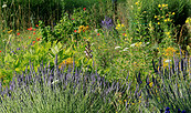 Bunte Blütenpracht im Sommer, Foto: Marina Delzer