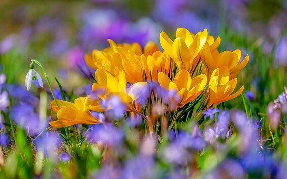 Frühlingsfest, Foto: Unbekannt, Lizenz: Unbekannt