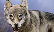Der Wolf - ein Star im Naturkundemuseum Potsdam, Foto: D. Marschalsky, Lizenz: Naturkundemuseum Potsdam