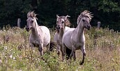 Wildpferde, Foto: SHW Tourismus- und Wirtschafts­entwicklungs­gesellschaft Niederfinow mbH, Lizenz: SHW Tourismus- und Wirtschafts­entwicklungs­gesellschaft Niederfinow mbH