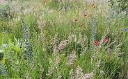Blühwiese, Foto: Sabine Haase