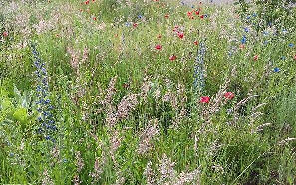 Blühwiese, Foto: Sabine Haase