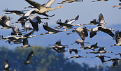 Kranichüberflug, Foto: Frank Koch, Lizenz: NaturSchutzFonds Brandenburg