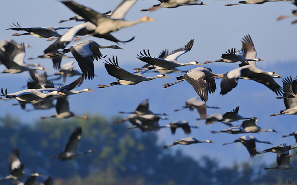 Kranichüberflug, Foto: Frank Koch, Lizenz: NaturSchutzFonds Brandenburg