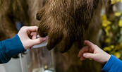 Kleine Hände erspüren eine Bärentatze, Foto: David Marschalsky, Lizenz: Naturkundemuseum Potsdam