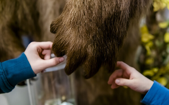 Kleine Hände erspüren eine Bärentatze, Foto: David Marschalsky, Lizenz: Naturkundemuseum Potsdam