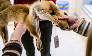 Ein Fuchsfell wird untersucht, Foto: David Marschalsky, Lizenz: Naturkundemuseum Potsdam