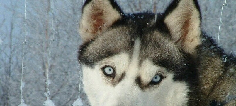 Weihnachtliche Husky-Lichterwanderung