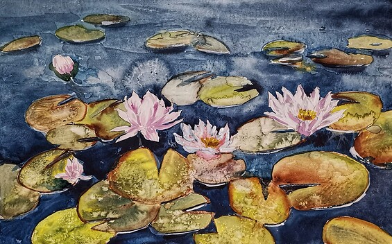 Seerosen, Foto: Bianka Estel