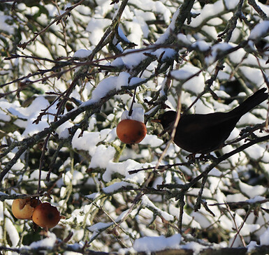 Amsel auf Futtersuche, Foto: Bansen-Wittig