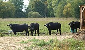 Büffel Burgwiesen, Foto: JJ Burg Storkow, Lizenz: Burg Storkow