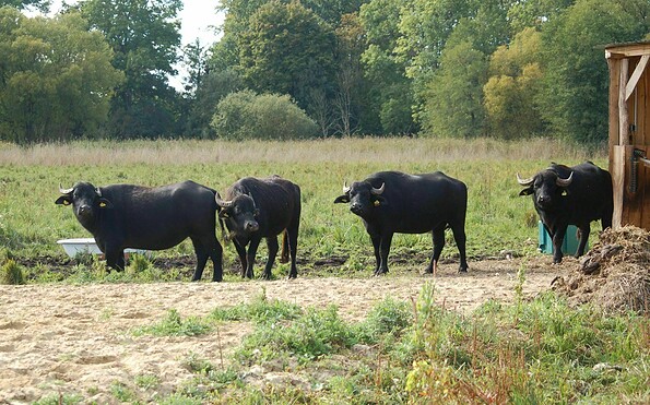 Büffel Burgwiesen, Foto: JJ Burg Storkow, Lizenz: Burg Storkow