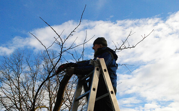 Baumschnitt, Foto: Franz Heitzendorfer, Lizenz: Franz Heitzendorfer