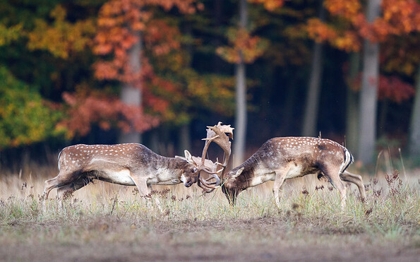 Dammhirsche, Foto: Christian Neumann, Lizenz: NaturSchutzFonds Brandenburg