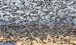 RangerTour: Vogelexkursion in die Deichrückverlegung