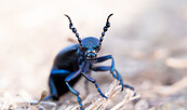 Schwarzblauer Ölkäfer, Foto: Farina Graßmann, Lizenz: Farina Graßmann