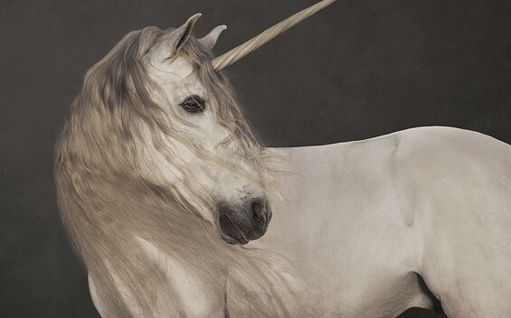 Marie Cécile Thijs: Einhorn, 2012, aus der Serie „Pferde, Foto: Marie Cécile Thijs, courtesy SmithDavidson Gallery, Lizenz: Museum Barberini