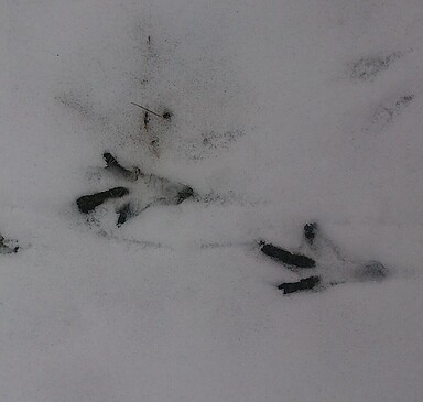 Vogelfährte, Foto: Mirjam Rederlechner, Lizenz: NaturSchutzFonds Brandenburg