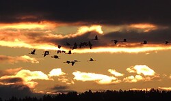 RangerTour:Kraniche im Abendlicht