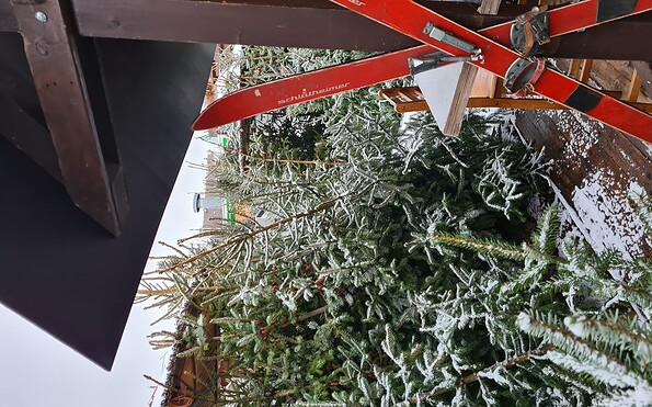 Cottbuser Winterwald, Foto: Frank Kuban, Lizenz: Frank Kuban