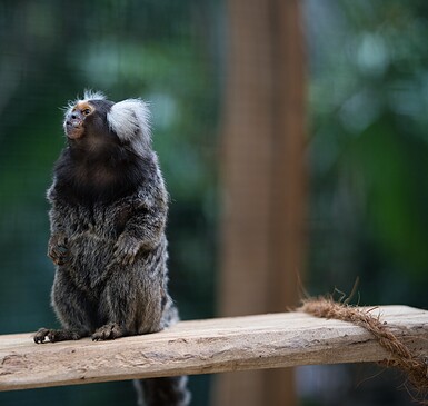 Foto: Marc Lehnhardt, Lizenz: Biosphäre Potsdam, Marc Lehnhardt