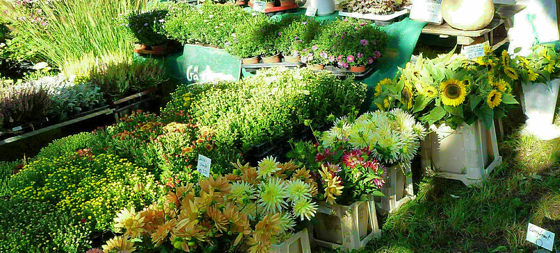 Wochenmarkt in Zeuthen