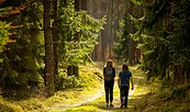 Spaziergang durch den Wald, Foto: grzejan/Shutterstock