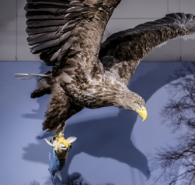 Foto: David Marschalsky, Lizenz: Naturkundemuseum Potsdam