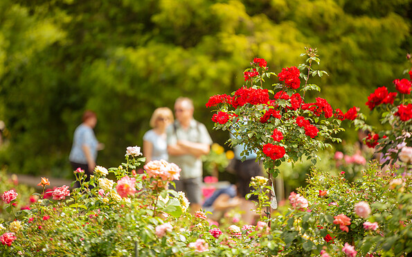 Foto: PatLografie, Patrick Lucia, Lizenz: Stadt Forst (Lausitz)